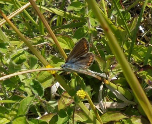 Polyommatus icarus